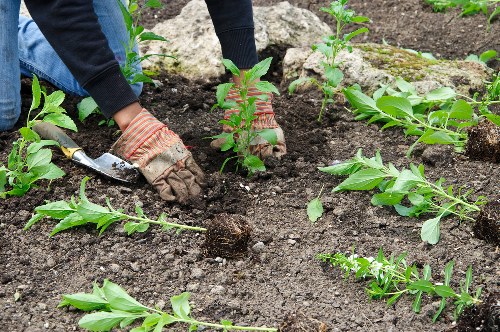 Person reviewing accessible garden service information in Erith