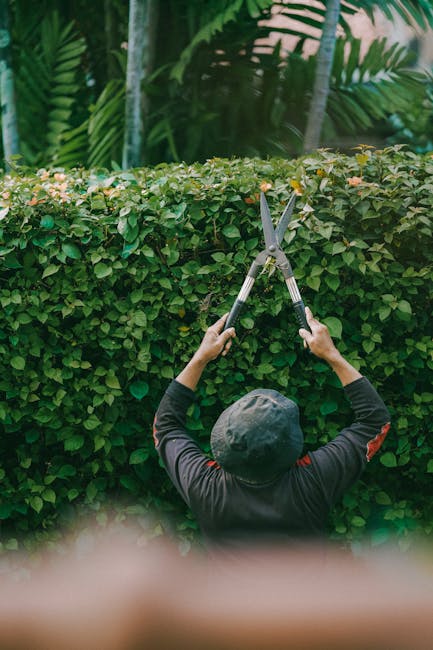A person wearing a dark long-sleeved top and a grey hat is trimming a dense, neatly shaped hedge with large, sharp-handled garden shears. The hedge consists of small, green, glossy leaves, creating a