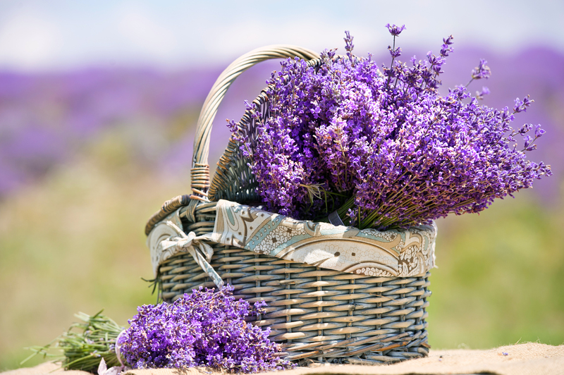 garden maintenance garden care